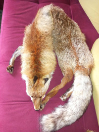 Уникална кожа от Лисица в гр.Казанлък