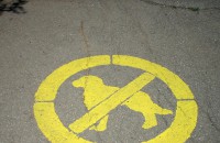 Казанлъчани искат хуманно унищожаване на уличните кучета / Новини от Казанлък