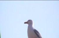 Чайките се превърнаха в нормални за Казанлък птици / Новини от Казанлък