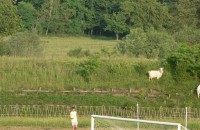 Две кози станаха зрители на равенство на розите / Новини от Казанлък