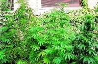  Отглеждат марихуана в Казанлък / Новини от Казанлък