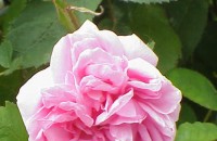 Китайският бизнес има интерес към казанлъшкото розопроизводство / Новини от Казанлък