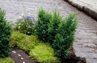 Инфраструктурата в града по-важна от Празника на Розата за казанлъчани / Новини от Казанлък