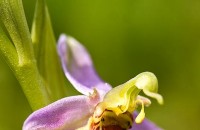 Казанлъшкият регион е на път да се превърне в Долината на орхидеите / Новини от Казанлък