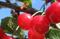 Община Казанлък забрани брането на вишни и липов цвят / Новини от Казанлък