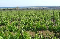 Откраднаха металните колове на лозе до Горно Черковище / Новини от Казанлък