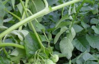 Картофи родиха домати в Казанлък / Новини от Казанлък