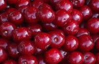 4 дървета станаха жертва на вишневата кампания / Новини от Казанлък