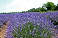 Казанлъшки сортове лавандула направиха България производител № 1 / Новини от Казанлък