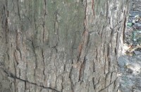 Премахват опасното дърво на улица Капрони / Новини от Казанлък