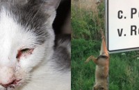 Недоволство в Казанлък от насилието над животни. За съдбата на котката и кучето / Новини от Казанлък