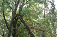 Отстраниха опасния клон в двора на ПГ “Иван Хаджиенов“ / Новини от Казанлък