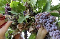 Кметът заповяда да берем гроздето този уикенд / Новини от Казанлък