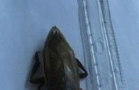 Хлебарка мутант или вносен гигант прочу Казанлък / Новини от Казанлък