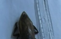 Гигантската хлебарка се оказа воден хищник / Новини от Казанлък