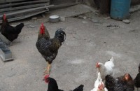 Кокошкар изплаши баба / Новини от Казанлък