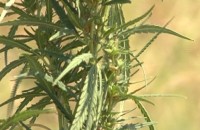 Отново домашна оранжерия за трева / Новини от Казанлък