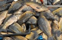 В навечерието на Никулден крадат шарани от водоем до Бузовград / Новини от Казанлък