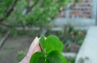 Куриозите от Казанлък през 2012 (с) 1 серия / Новини от Казанлък