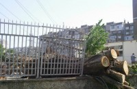 Куриозите от Казанлък през 2012 (c) капризите на времето / Новини от Казанлък