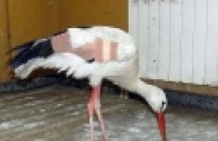 Белият щъркел Иван от Казанлък ще зимува в болница / Новини от Казанлък