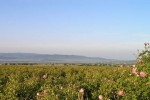 Казанлъшката долина на розите и траките ще бъде представена в Швейцария / Новини от Казанлък