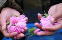 Европа няма да забранява розовото масло / Новини от Казанлък