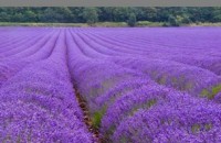 Кражбите на лавандула са се повишили заедно с търсенето й / Новини от Казанлък