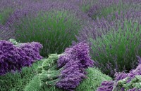 Лавандулови резници – новите бързи печалби за крадците / Новини от Казанлък