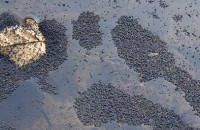 Наблюдаваното явление от струпване на мухички в с. Енина е напълно безвредно и безопасно / Новини от Казанлък