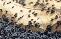 Напаст от буболечки нападна Енина / Новини от Казанлък