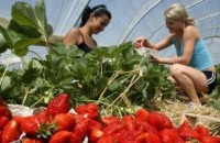 Работнички за Испания се набират в казанлъшкото Бюро по труда / Новини от Казанлък