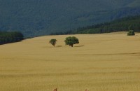 Читалище „Искра” отличи фотографии в конкурс „Есен в казанлъшкия край” / Новини от Казанлък