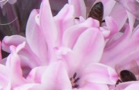 Осмомартенски зюмбюли събраха рояци пчели в центъра / Новини от Казанлък