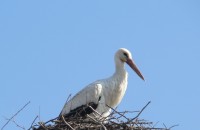 В Овощник свалиха мартениците - дойдоха първите щъркели / Новини от Казанлък