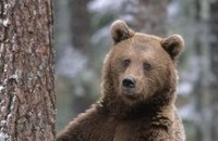 Мечките в Балкана се събудиха / Новини от Казанлък