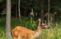 Полицаите задържаха мъж застрелял 3 сърни / Новини от Казанлък