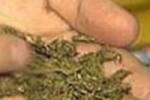 Хванаха младеж за марихуана в Казанлък / Новини от Казанлък