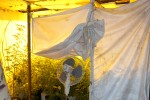 В Крън разкриха оранжерия за марихуана  / Новини от Казанлък