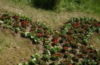 Засаждат цветна леха във формата на панделка в Казанлък / Новини от Казанлък