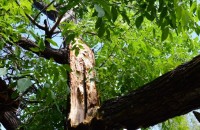 Огромен орехов клон събори покрива на казанлъшка къща / Новини от Казанлък