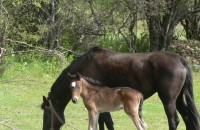 Дете с опасност за живота след ритник от кон / Новини от Казанлък