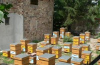 80 пчелни семейства тормозят част от жителите на Енина / Новини от Казанлък