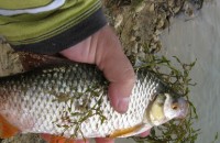 Хванаха бракониерстващ с 270 метра мрежи на язовира / Новини от Казанлък