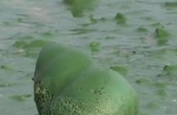 Зелен „замор” измори рибата в язовир Копринка / Новини от Казанлък