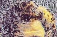  / Новини от Казанлък