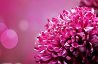 Поздрав от Общински съвет на ДПС Казанлък / Новини от Казанлък