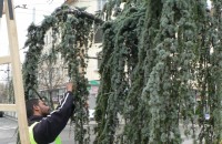 В центъра започна поставянето на коледната украса и подкастряне на дървета / Новини от Казанлък