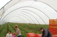 Агенцията по заетостта набира кандидати за бране на ягоди в Испания / Новини от Казанлък