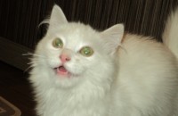 Соломоновска дилема за бял персийски котарак / Новини от Казанлък